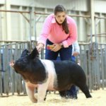 McLennan County Jr Livestock Show pigs