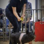McLennan County Jr Livestock Show pigs