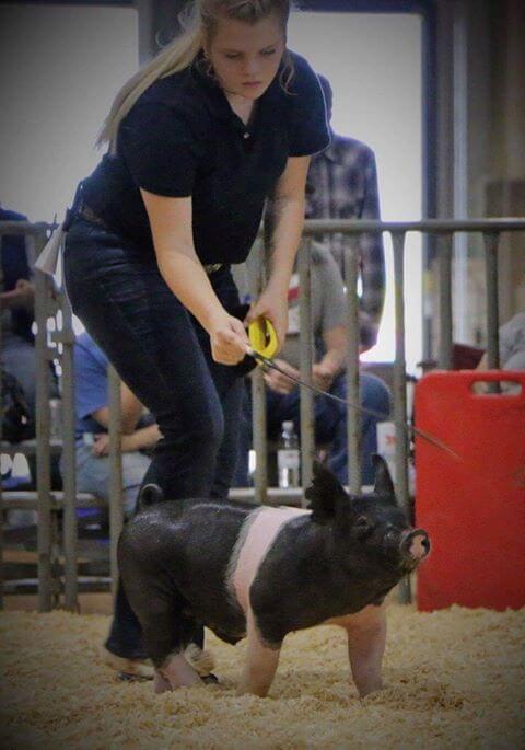 McLennan County Jr Livestock Show pigs