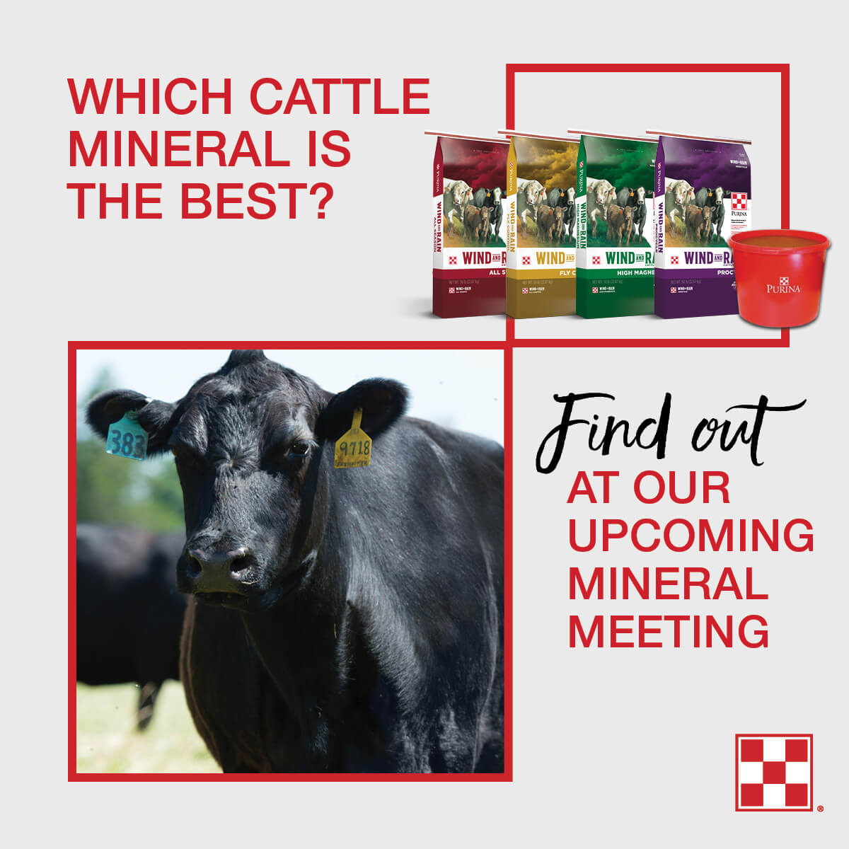 cattle mineral