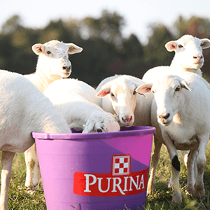 purina sheep and goat tub purina mills high fat accuration