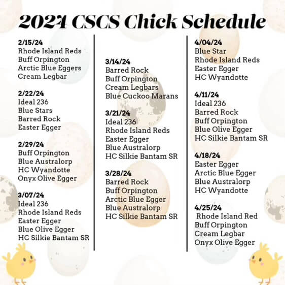 spring chicks chick baby farm fresh eggs chickens flock buff orpington easter eggers rhode island red