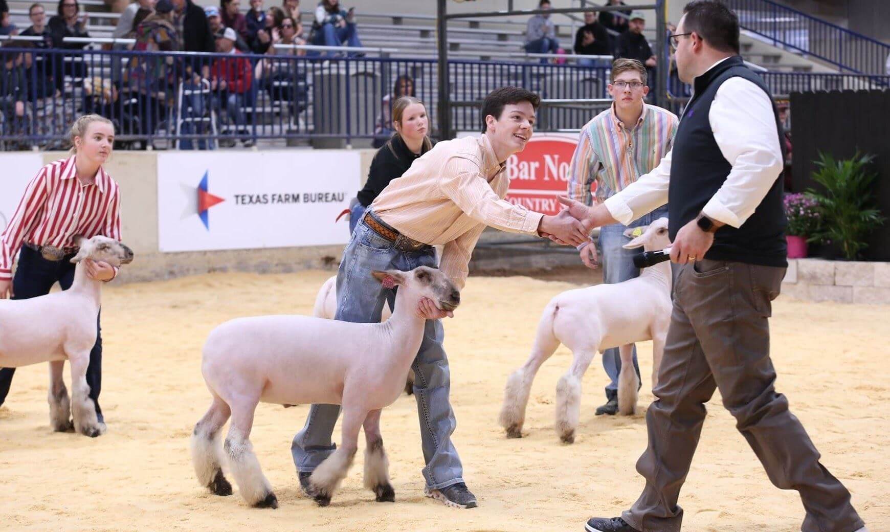 hot fair livestock show rodeo ffa 4h