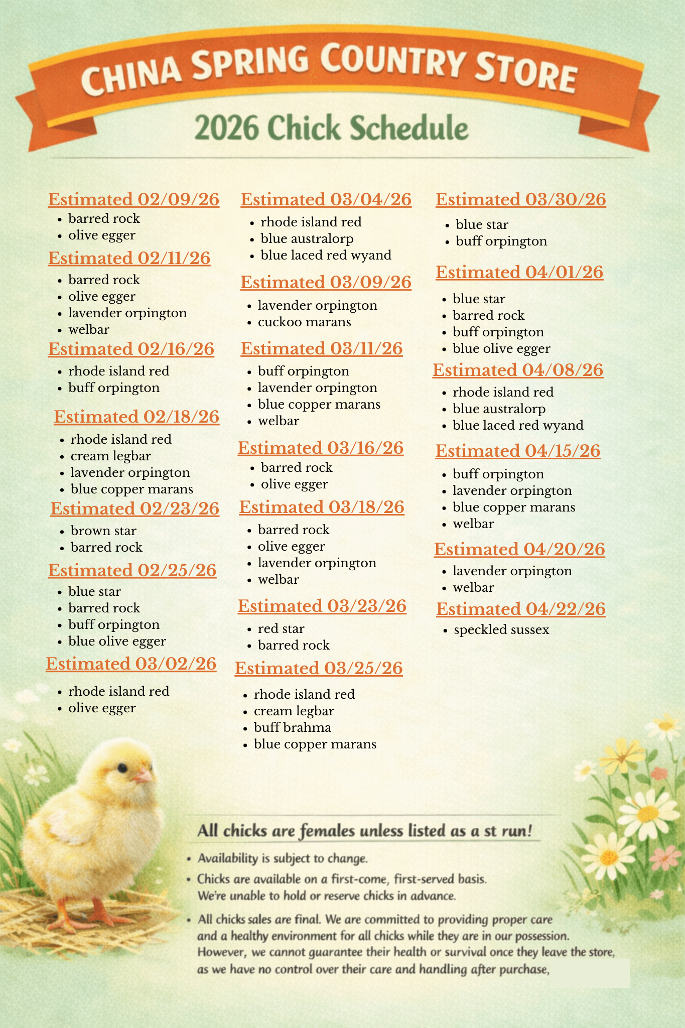 chicks chick spring baby flock strong laying hens eggs farm fresh